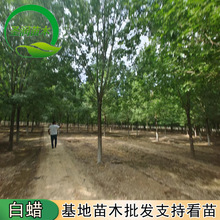速生白蜡树苗8公分10公分15公分白蜡树行道风景工程绿化苗木