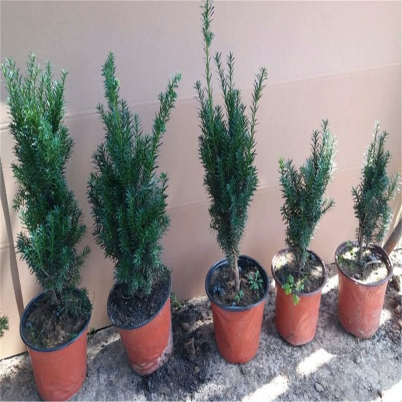 База Оптовая продажа Taxus chinensis Tree Рассада Контейнерный мешок Чашка для рассады Рассада Экономическое облесение Рассада Вилла Двор Зеленая посадка