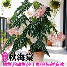 鳟鱼秋海棠盆栽室内耐阴绿植乌头杂沙丁鱼竹节秋海棠网红花卉植物
