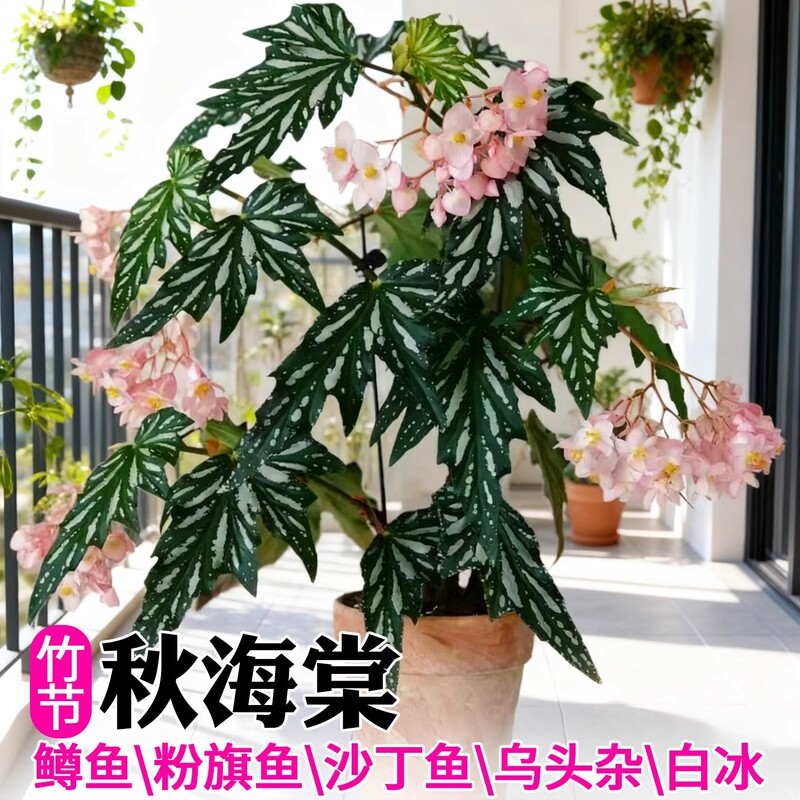 Trout Betta Potted Indoor Shade-Tolerant Green Plant, Aconite, Mixed Sardine, Bamboo Betta, Trendy Flower Plant Trout Betta Potted Indoor Shade-Tolerant Green Plant, Aconite, Mixed Sardine, Bamboo Betta, Trendy Flower Plant