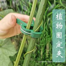 番茄夹子黄瓜杆夹西红柿园艺吊秧秧苗种植柿支撑植物杆种菜固定器