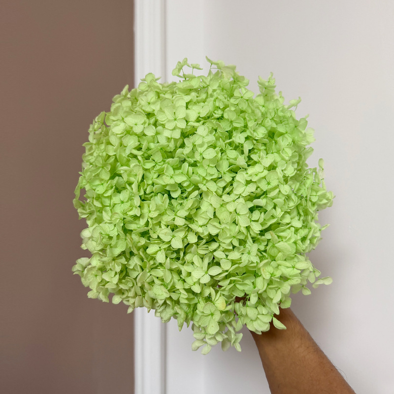 Yunnan Anna Hydrangea Flower Wholesale DIY Flower Preservation Flower Materiales de Regalo de Navidad
