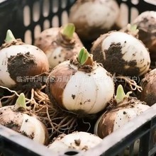 ���l��피t�N�� ��피t�N���N��피t���軨�A���m����ɏ ���󃞻�