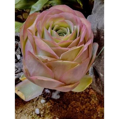 마운틴 로즈 팔(현재 녹색)