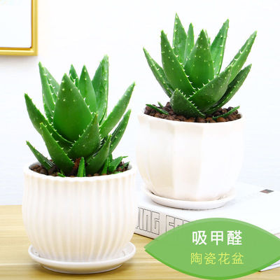 aloe Potted plant indoor Green plant formaldehyde Office purify atmosphere Succulent plants