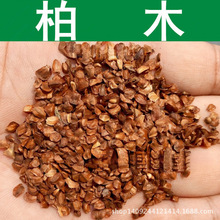 跨境林木种子 柏木种子 香扁柏 垂丝柏 柏木树种子 柏树 1件=1斤