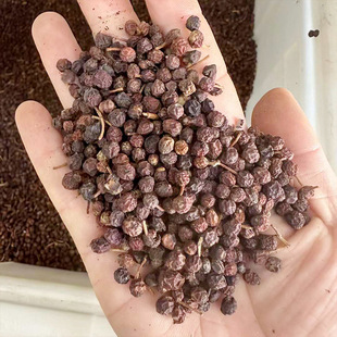 �t�~ʯ骷N���ļ�����G�h�G����N���׻�t�_�e����tʯ骘�N��