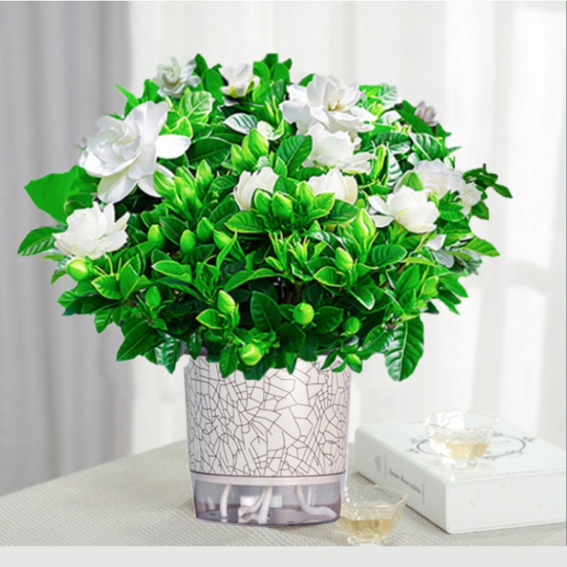 부티크 160#싹이 있는 큰 치자나무(얼음이 갈라진 자흡식 화분) + 영양액