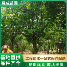 杨梅绿化园林工程行道树批发大树湖南基地供应地径15-20公分杨梅