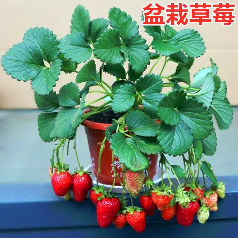 Семена клубники в горшках, семена белой малины, семена овощей для четырехсезонного балкона в помещении.