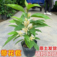 ���m�����Ԙ��玧�������m���҃�ͥԺ�ļ��_�����㻨���S���mֲ��