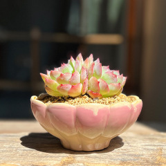 大口径多肉植木鉢創意蓮花群生単頭組み合わせ盛り合わせシンプル個性陶磁中温植木鉢