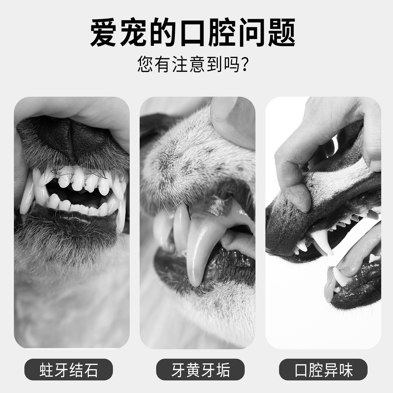 Perro de doble cabeza traje de cepillo de dientes suministros para mascotas gato Limpieza de dientes limpieza fresca PET Finger set cepillo de dientes suministros al por mayor