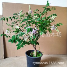 嫁接紫藤苗多花紫藤香花紫藤紫水晶 紫罗兰盆栽根据季节带花发货