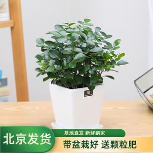 Jiuli Fragrant Mosquito Repellent Green Plant Small Potted Hydroponic Flower Plant Office Bonsai Absorbs Formaldehyde