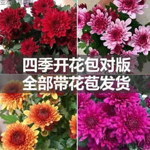 �ļ��ջ����Ԏ������l؛ȫ���_��������m��ǧ�^���̨�������ԏS