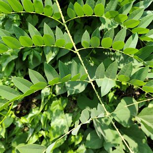 �V�����ߺ{ ���ߺ{ ���f���^ ؈צ�{ ��ʯɏ�� 녌����o��Ʒ500��