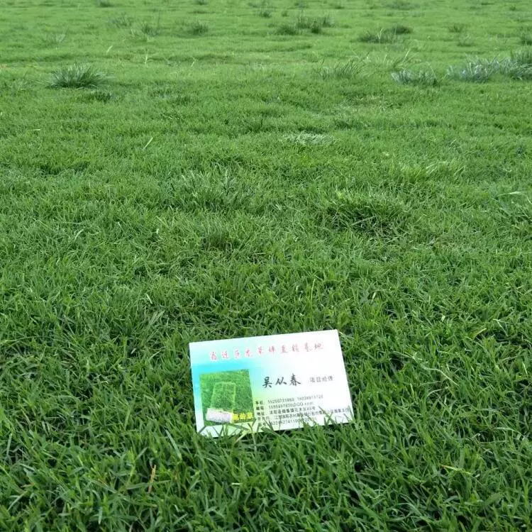 Специальный газон для основания газона, газон для зеленения садового грунта, газон для основания газона