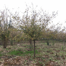 行道绿化独杆腊梅树苗 基地批发单杆腊梅树3-15公分独杆腊梅花