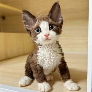 ���ľ�ë؈��؈��؈���w�{��С��؈���ĵ���؈���B����ë����؈��