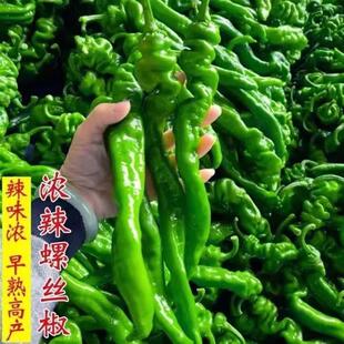 Four-Season Pepper Seeds, Spring Sowing, High-Yielding Pepper Seeds, Field Garden Vegetables, Pepper Seeds, Extra Spicy