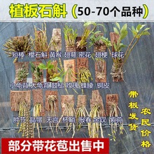 石斛兰带花苞浓香带板栽好叠鞘四季金钗铁皮石斛盆栽球花洋兰花卉