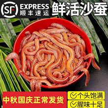 红沙蚕活饵包邮海钓饵鲜活海虫钓蜈蚣海蚯蚓蚂蝗青红虫沙虫