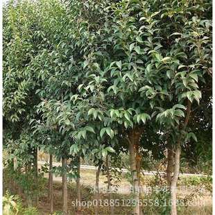 ���~ŮؑС���е�����@�־G��������ľ�ļ�����ߗUŮؑ��ľ���G