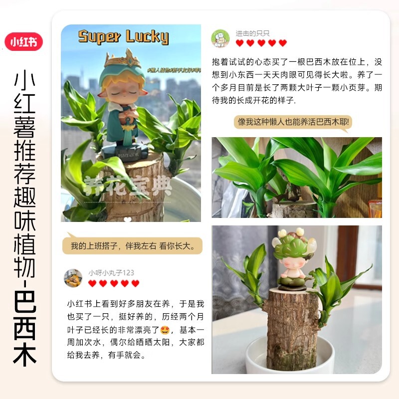 国境を越えた卸売ブラジル木水耕栽培植物幸運の木の切り株と芽と花のデスクトップ小さな鉢植えグルート|undefined