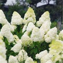 圆锥绣球花苗盆栽石灰灯香草草莓四季开花不断花卉中华木绣球植物