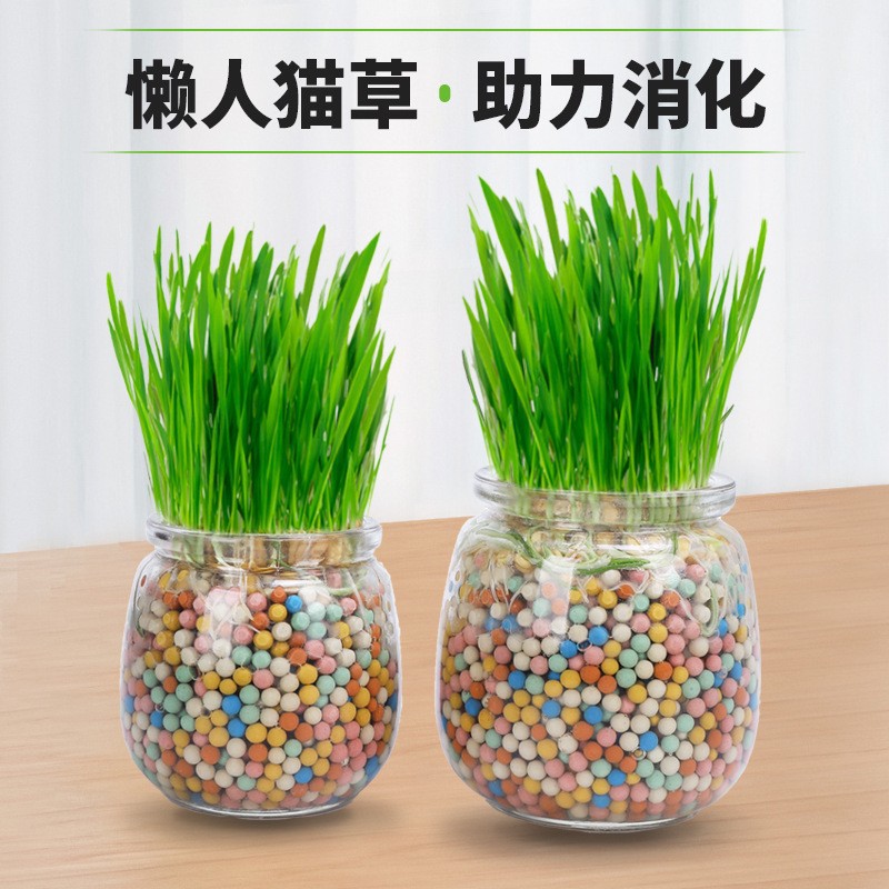 Nueva bola de pelo de hierba de gato de iones negativos Aperitivos para gatos Planta en maceta hidropónica sin suelo Semillas de trigo Mascotas Comida mixta húmeda al por mayor