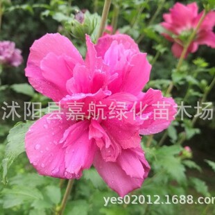 Hibiscus Seeds Red Flower Hibiscus Seeds Hedge Shrub Double Hibiscus Greening Forest Seedlings Plant Tree Seeds