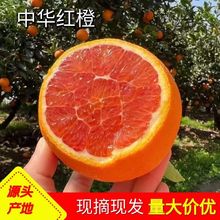 中华红橙子整箱红橙应季新鲜红心红肉脐橙现摘现发香甜水果批发