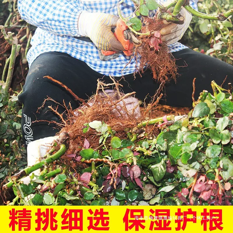 云南昆明玫瑰花苗老桩3颗6颗红玫瑰老根月季花苗四季开花浓香花卉