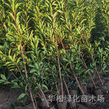 法国冬青苗围墙篱笆植物冬青树苗四季常青耐寒庭院绿篱珊瑚树批发