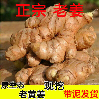 ginger Ginger chinese rhubarb find Turmeric The month Soil Turmeric Fresh vegetables
