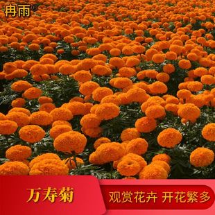 f۾շNӳܽػ@G͸ߜصر^p^ջN