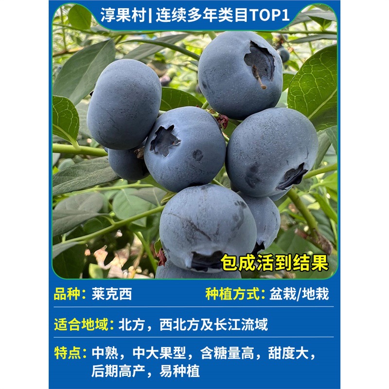 [과일이 있는 큰 모종] 렉시 높이 50-60cm (윈난 고품질 과일, 풍부한 수확량)#원래 토양