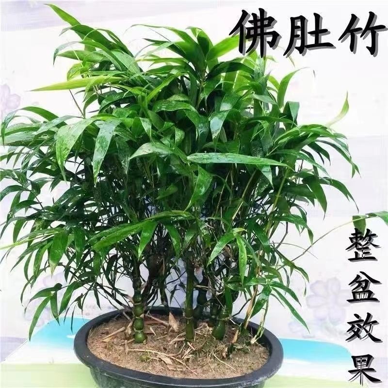 4a954600-f5aa-4190-88b5-3b4ee2e9ae1b.jpe