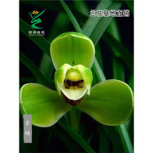 ��Դ�m���紺�m�ϰ˷N��÷�ϼ��A������������B�҃ȾGֲ��������