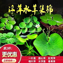 �~�׸�Ƽˮ�ݻ��wֲ���ļ����Գ�NO3����ˮ�|΢���^����ˮ�ݸ�Ƽ