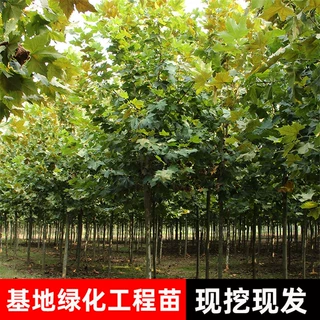 法国梧桐树苗园林四季种植乔木行道风景树绿化苗木基地批发法桐树