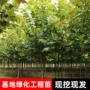 法国园林种植绿化乔木