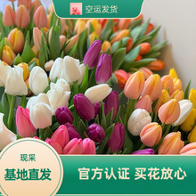 郁金香鲜花昆明直发新娘手捧花家庭用花节日送礼花束搭配插花鲜切