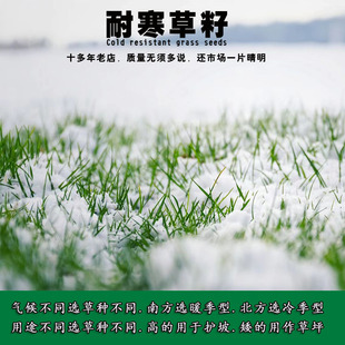Cold-Resistant Four-Season Green Perennial Ryegrass, White Clover, Bluegrass, Bermudagrass, Purple Alfalfa, Tall Fescue Mixed Grass