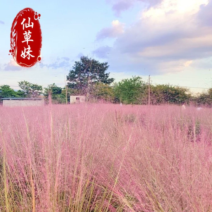 Базовые поставки: многоизмельченная розовая и белая декоративная трава, многолетняя декоративная трава, популярная розовая и белая декоративная трава, цветочные морские цветы.