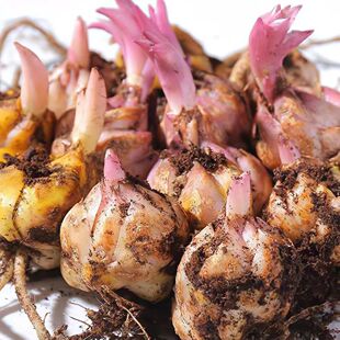 Perfume Lily Lily Bulb Lily Seed Bulb Flower Plant Potted Green Plant with Buds Fresh Cut Flower Bulb