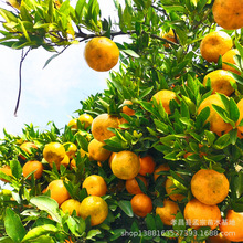 销售南丰密桔柑橘新品种国庆 国庆一号大普早熟湖北占柑橘 桔子树