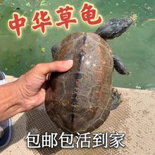 中華草龜大烏龜母草烏龜活物可食用煲湯金線龜活物草龜老龜
