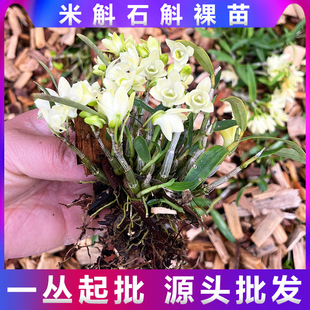 ����ʯ�����������辰���ѷN�FƤʯ�������r�l�����Gֲ��ʳ��